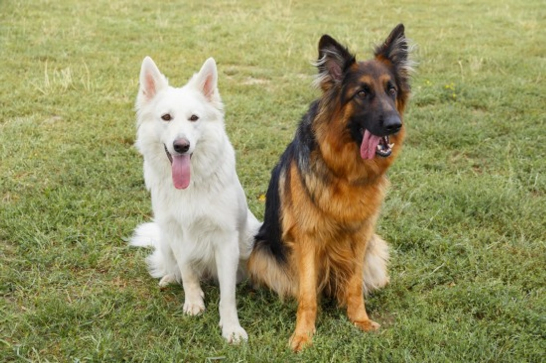 How to Retrain a Dog That Dislikes Other Dogs