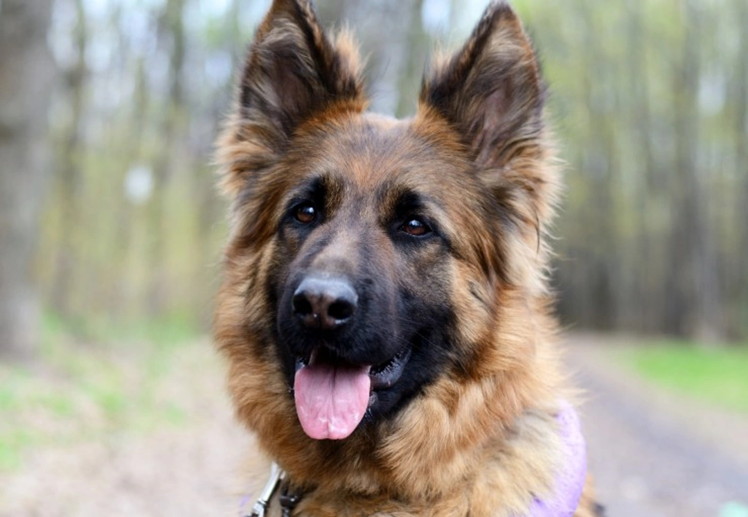 Focal Spinal Muscular Atrophy in German Shepherds Explained