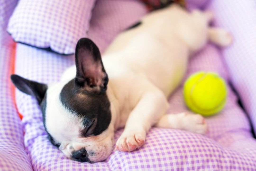 Your puppy’s first week: settling in guide