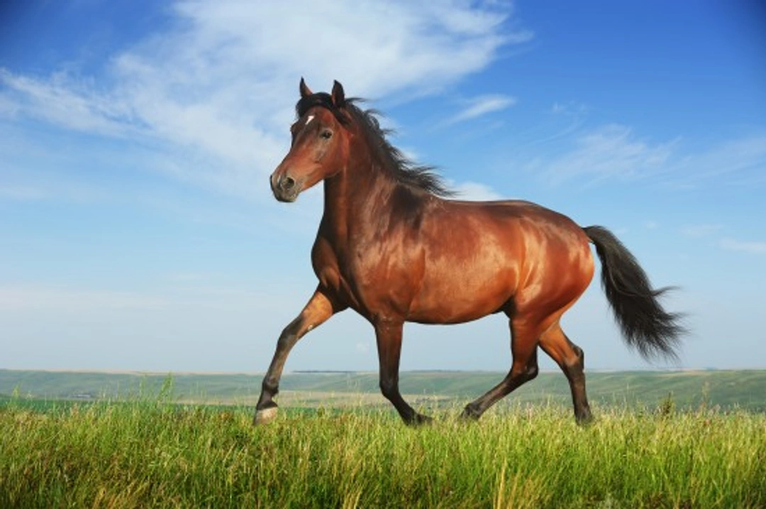 Should You Put Your Horse on Loan? Key Tips and Advice