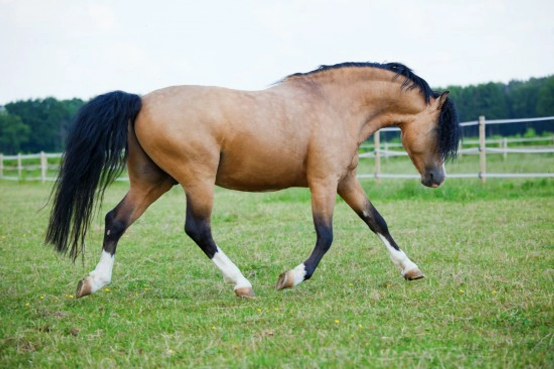 Comprehensive Guide to Maintaining Healthy Horse Paddocks