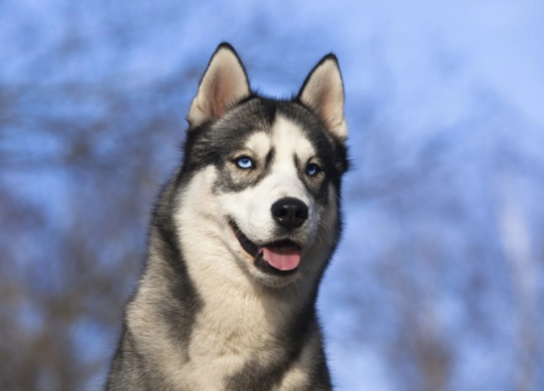 Siberian Husky Health and Longevity: Hereditary Insights