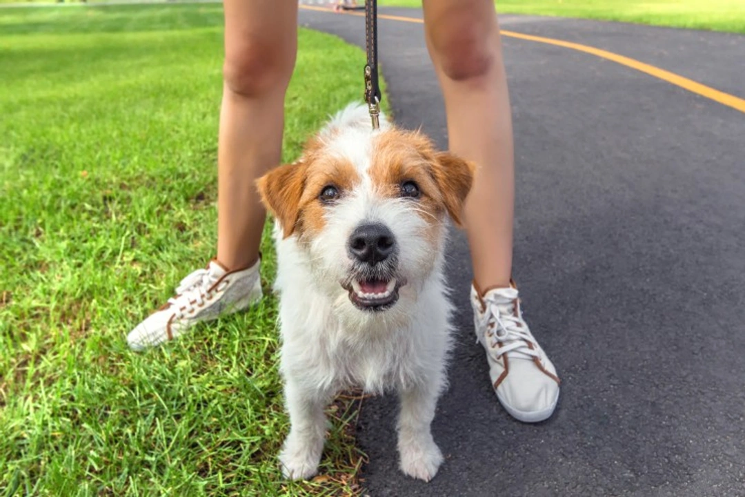 Can Small Dog Breeds Be Great Running Partners?
