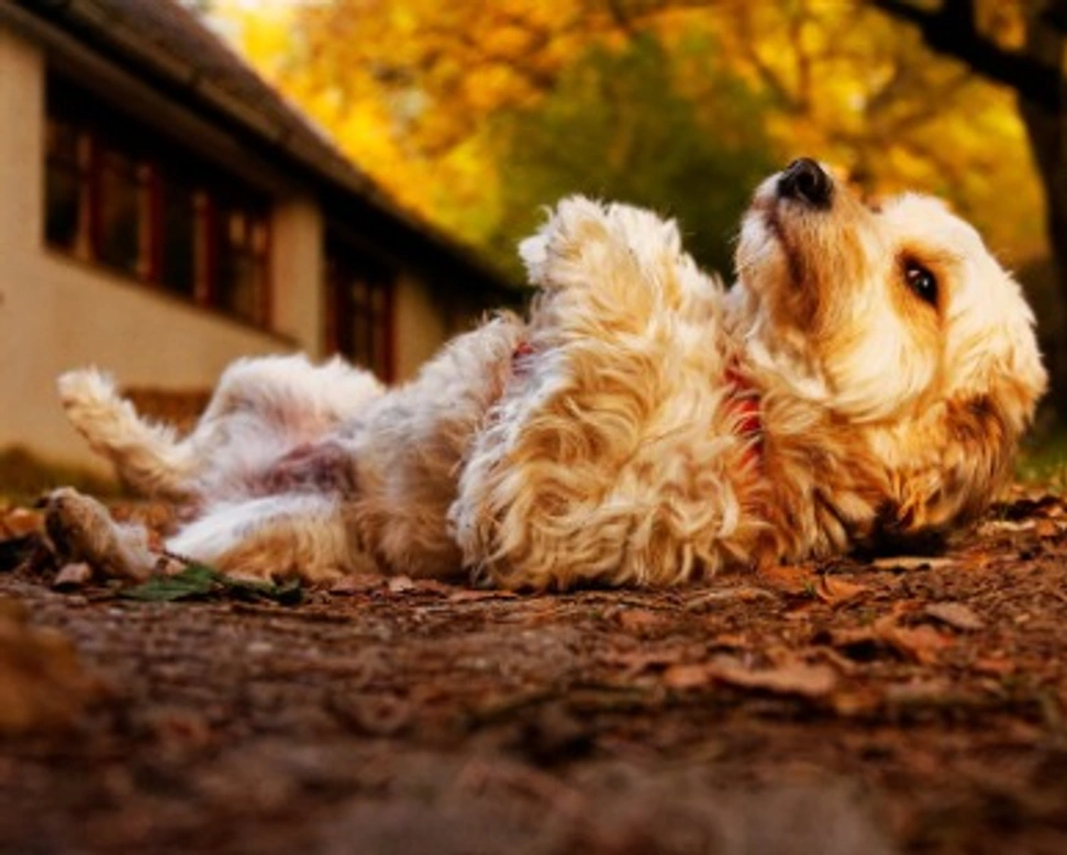 Associazioni animali: SOS Primo Soccorso Cani e Gatti