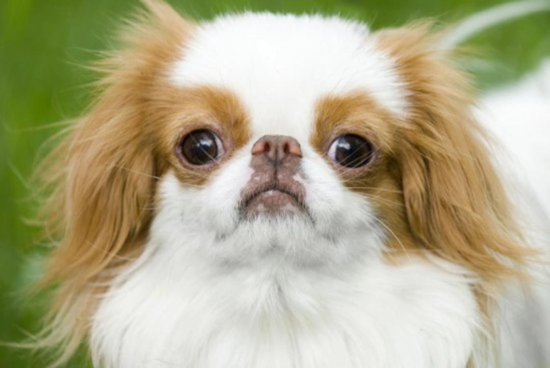 Comprehensive Guide to the Japanese Chin Dog