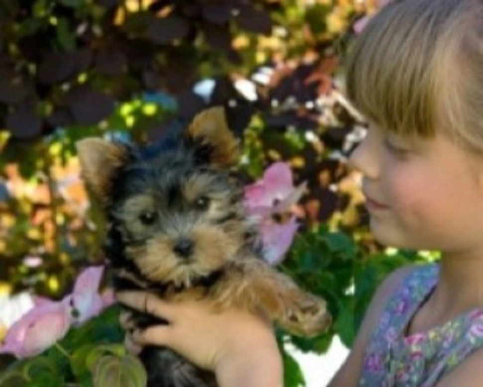 Le razze di cani adatte ai bambini