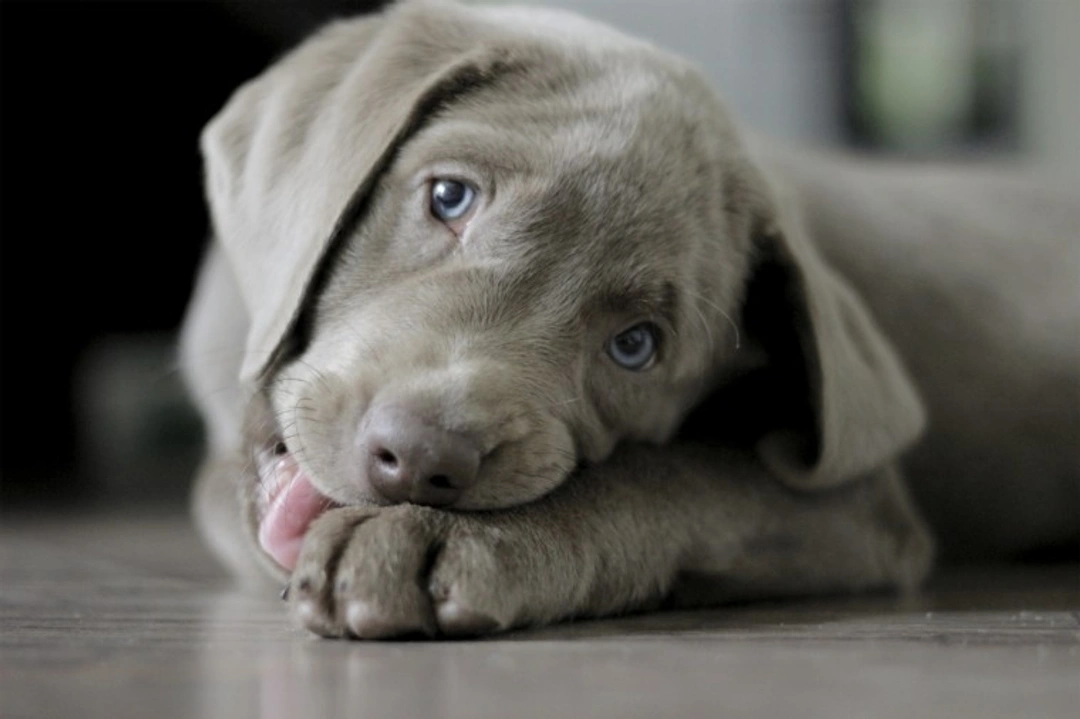 Helping UK Pet Rehoming Centres Affected by Covid19 Restrictions