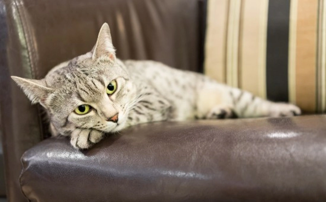 What Stresses Cats Out Most: Recognise & Relieve Cat Stress