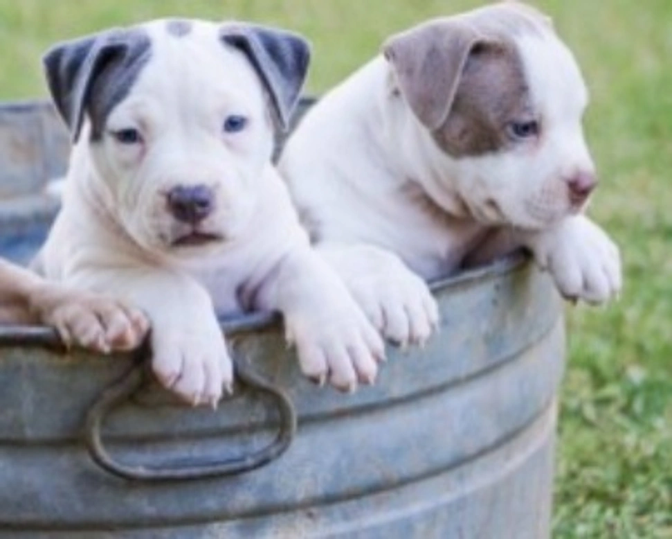 Pedigree nel cane: rilascio, Modello A e Modello B