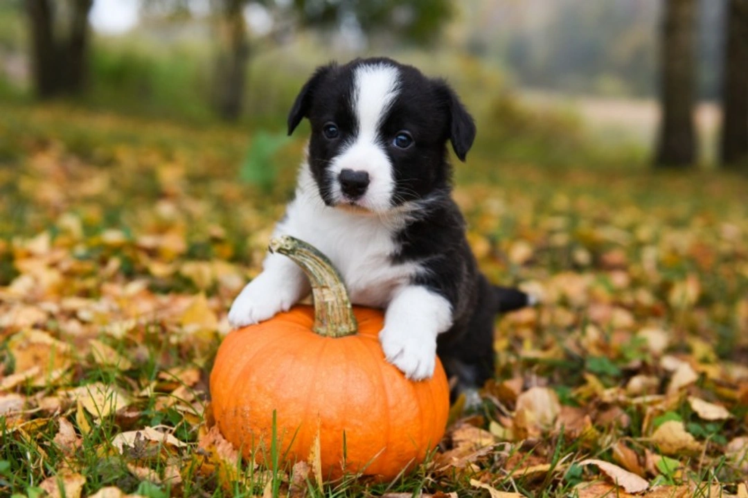 5 Essential Halloween Tips for Dog Owners in the UK