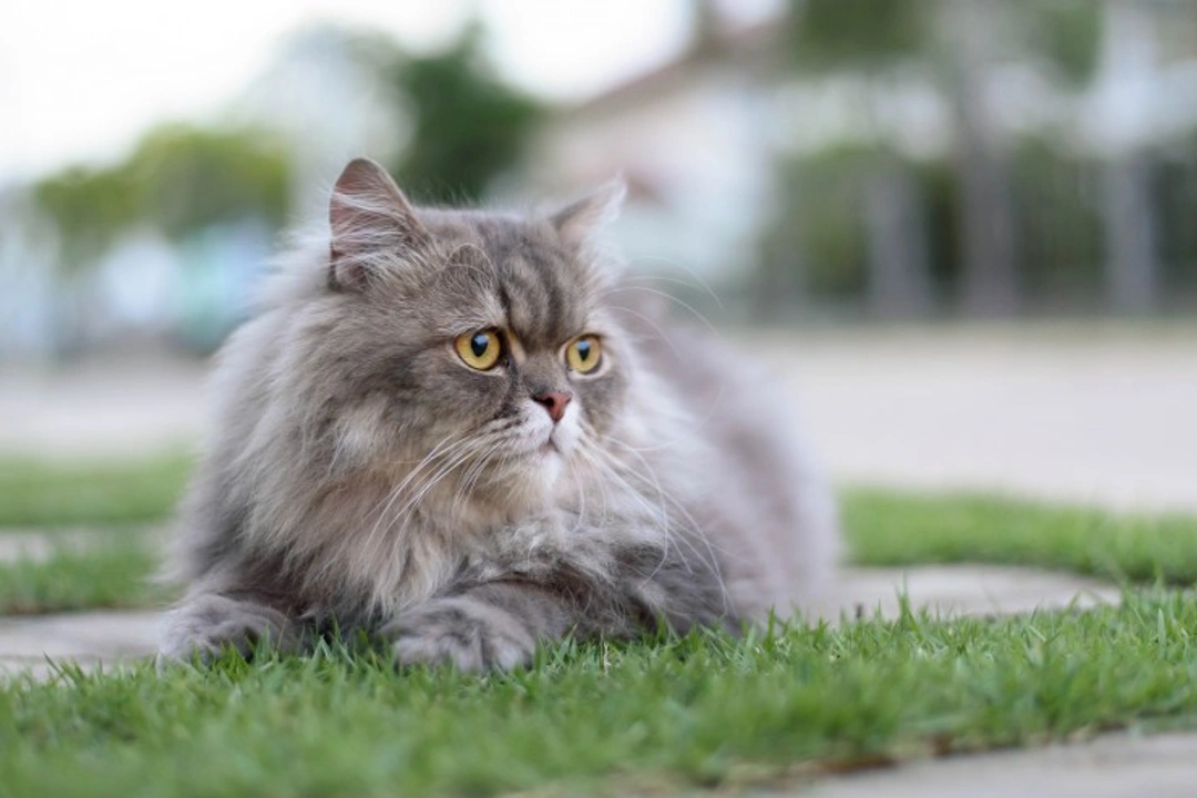 Choosing and Buying a Healthy Persian Cat