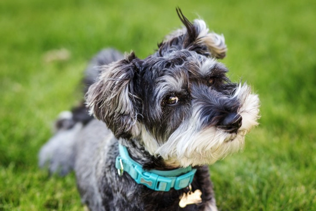Small dogs rising in popularity while large breeds decline
