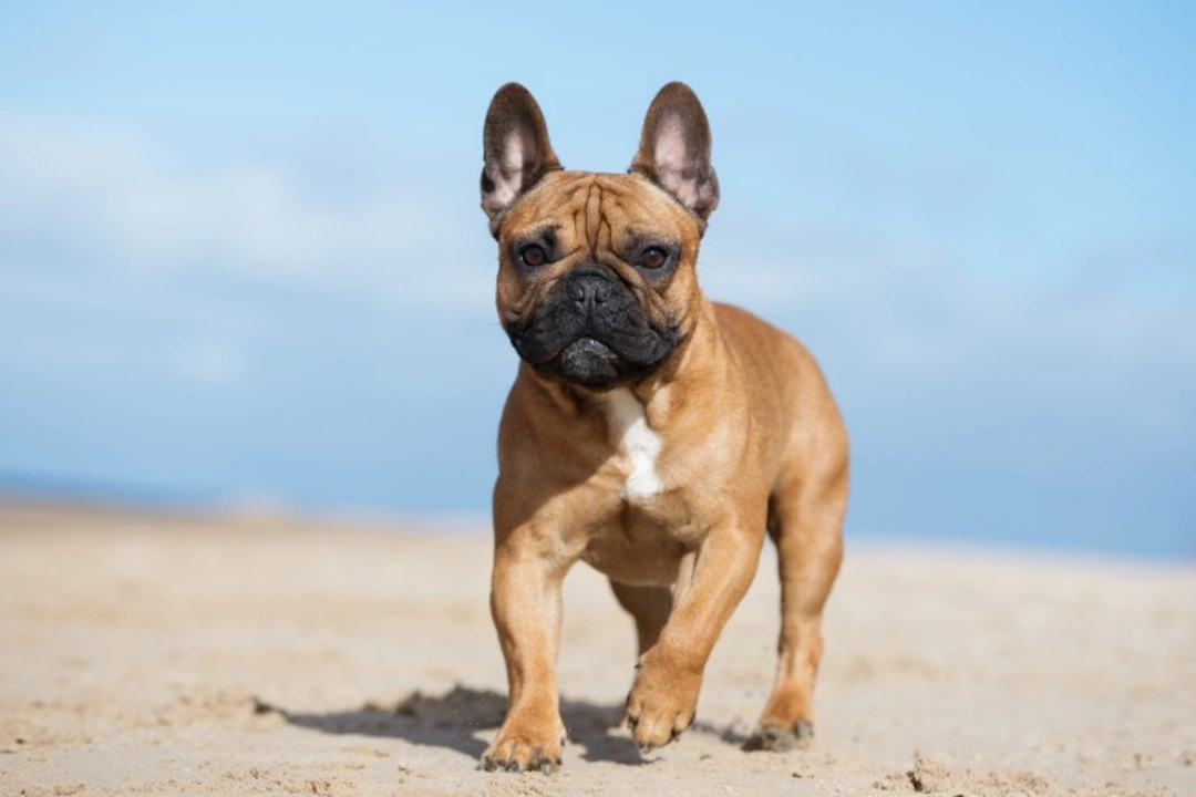 Essential Feeding Tips for Your French Bulldog