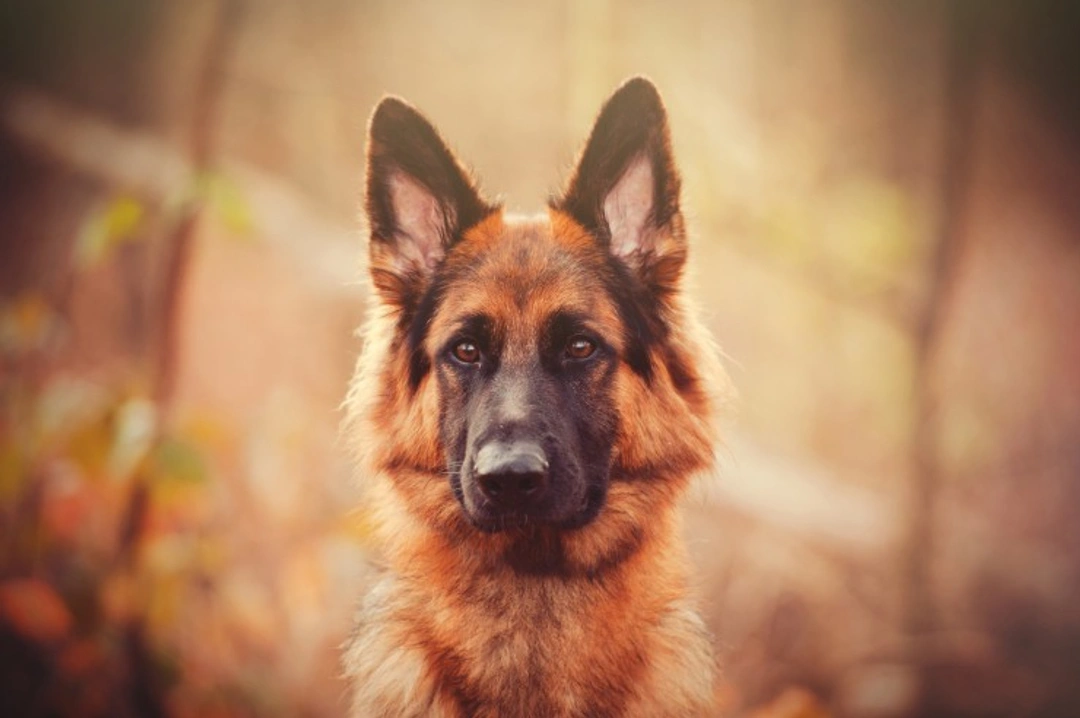 Mucopolysaccharidosis VII DNA Testing for German Shepherds