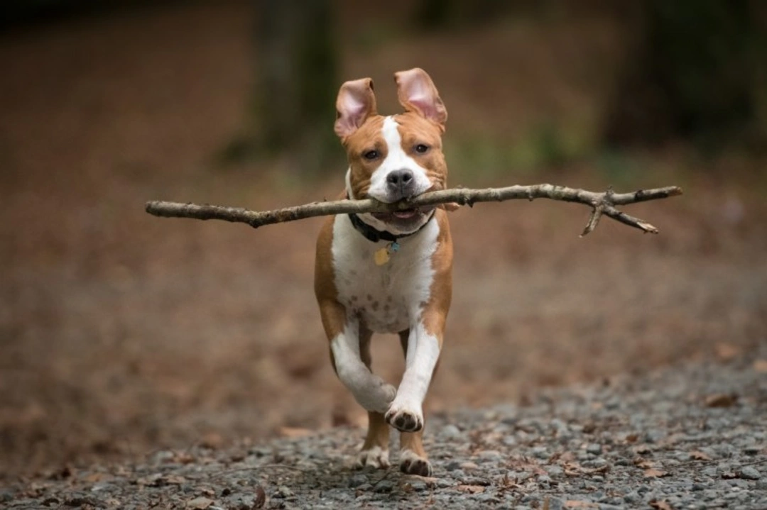 Why Do Dogs Find Sticks and Twigs So Appealing?