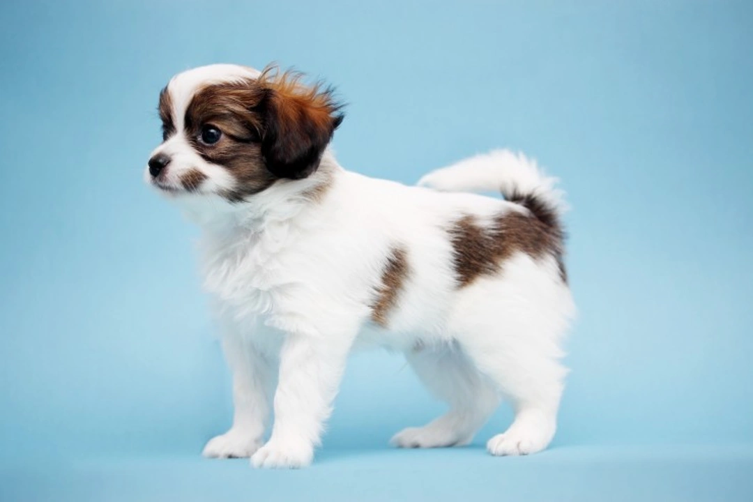 Key Questions to Ask a Dog Breeder for a Healthy Puppy