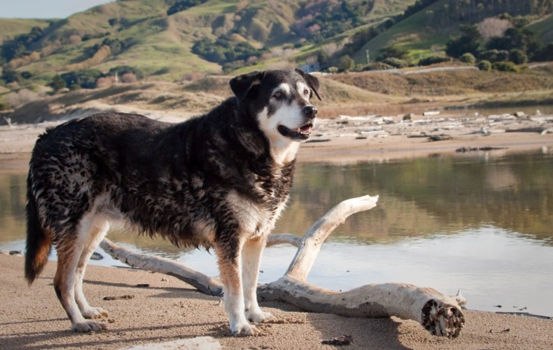 New Zealand Huntaway: History, Traits & Care Guide