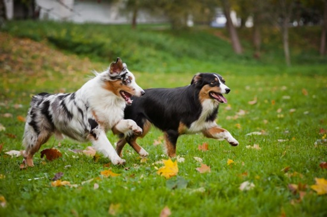 How to Encourage Your Dog to Play Nicely with Strange Dogs