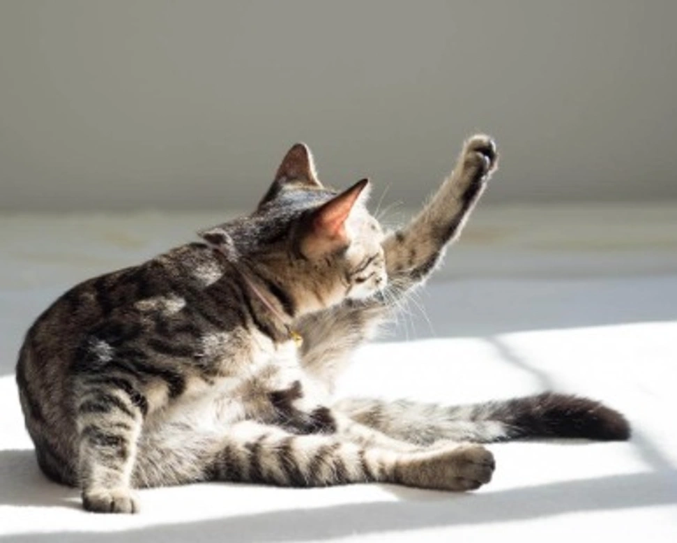 ANTIPARASSITARI PER GATTI: COSA C’È DA SAPERE