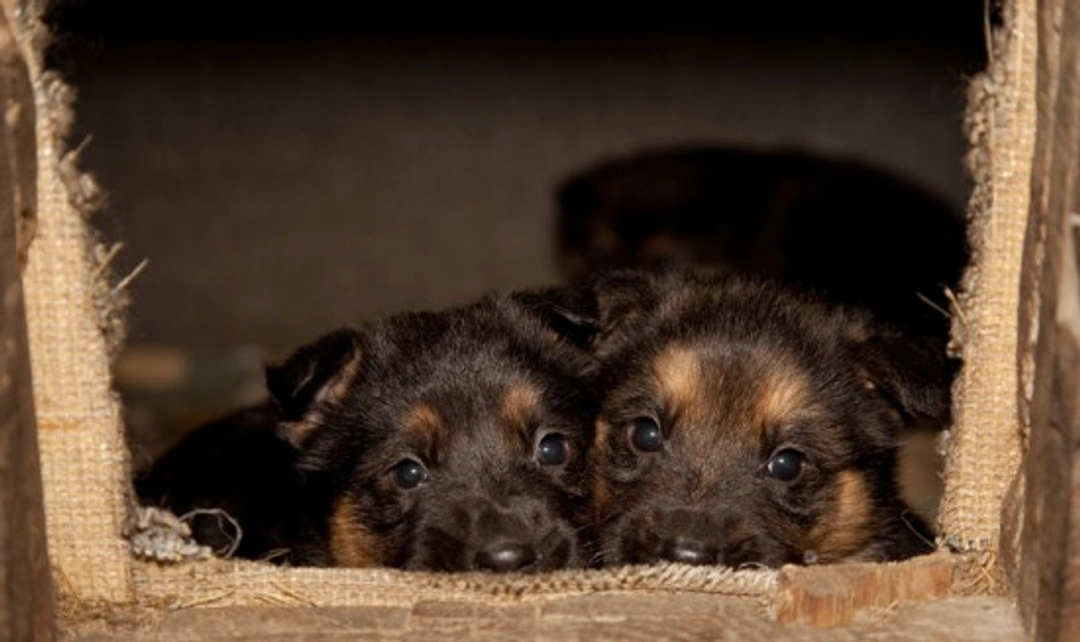 Puppy Farming Reality: How to Avoid Buying From Puppy Mills
