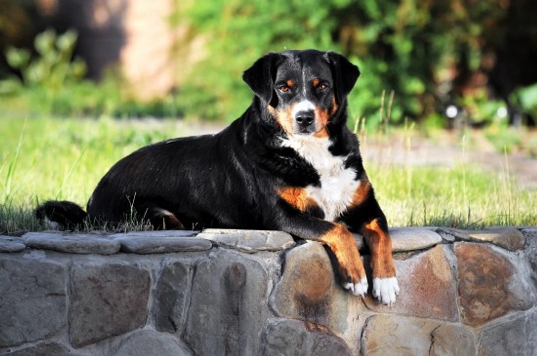 Complete Guide to the Four Sennenhund Dog Breeds