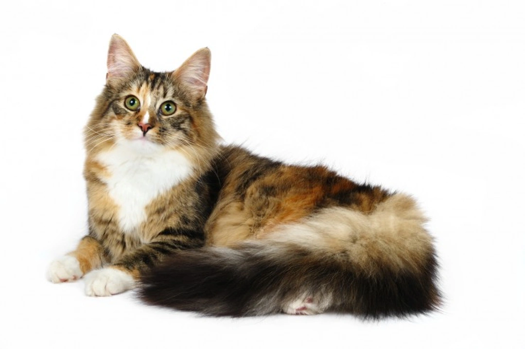Norwegian Forest Cat Health Issues: What Owners Must Know