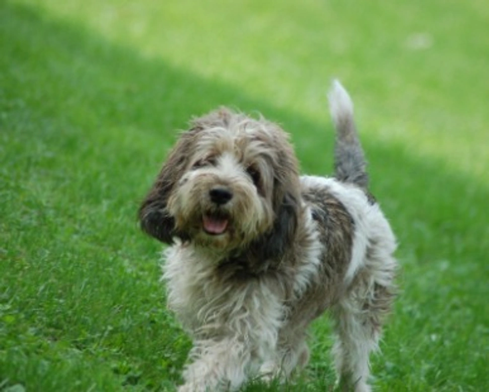 Associazioni animali: Abea Associazione Benessere Esistenza Animali