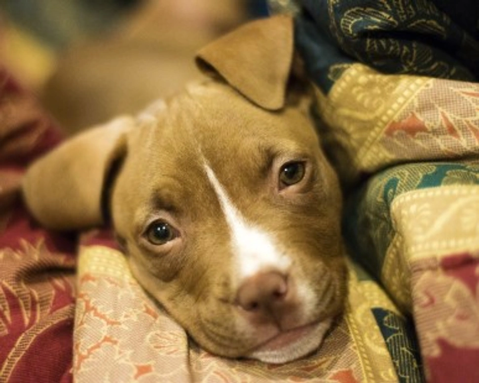 Vendita o regalo di un cucciolo, i pro o i contro