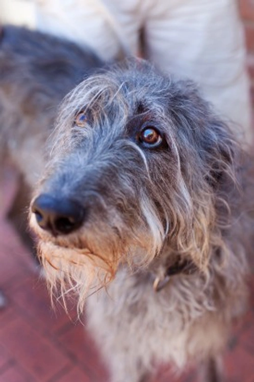 Deerhound hereditary health & genetic diversity guide