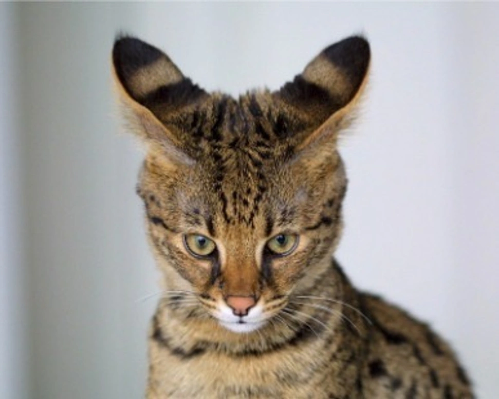 Savannah: prezzo e carattere della razza di gatto più grande