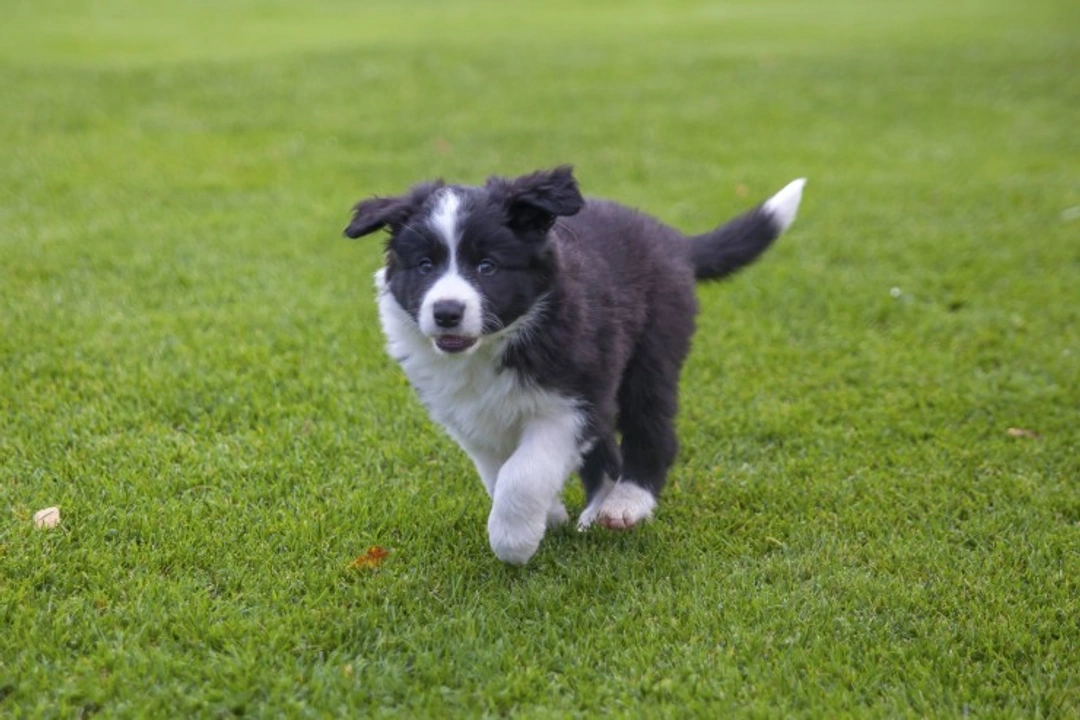 How to Uncover Your Mixed Breed Border Collie's Ancestry