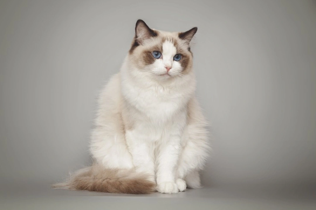 Why Are Ragdoll Cats So Popular? Discover Their Charm