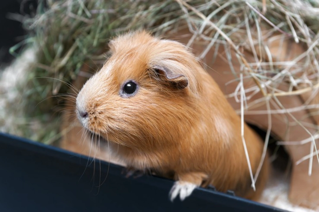 Guinea pigs and scurvy: prevention, symptoms, and treatment