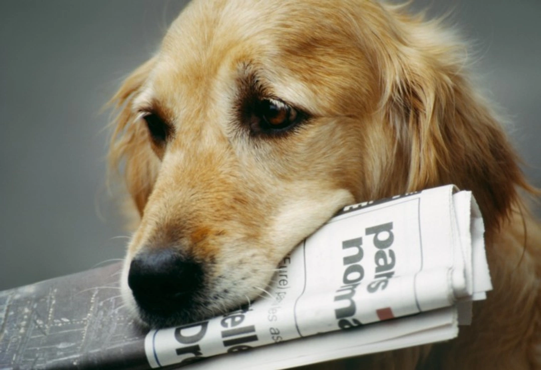 Dog Attacks on Postmen: Surprising UK Statistics & Prevention
