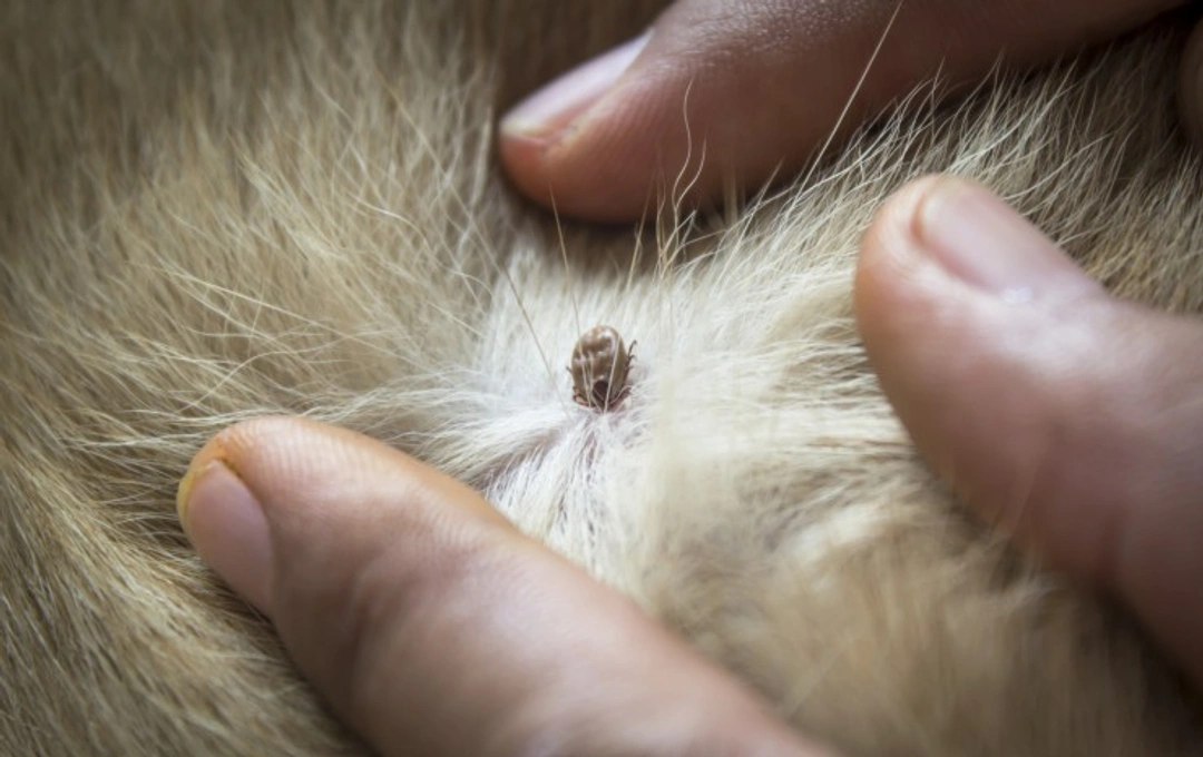 How to Identify and Remove Ticks from Your Pet Safely