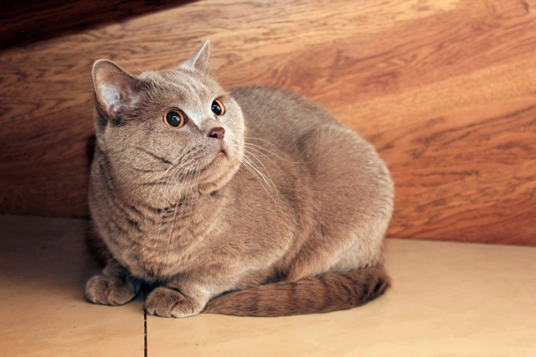 Why is my cat’s coat changing colour? Causes & solutions