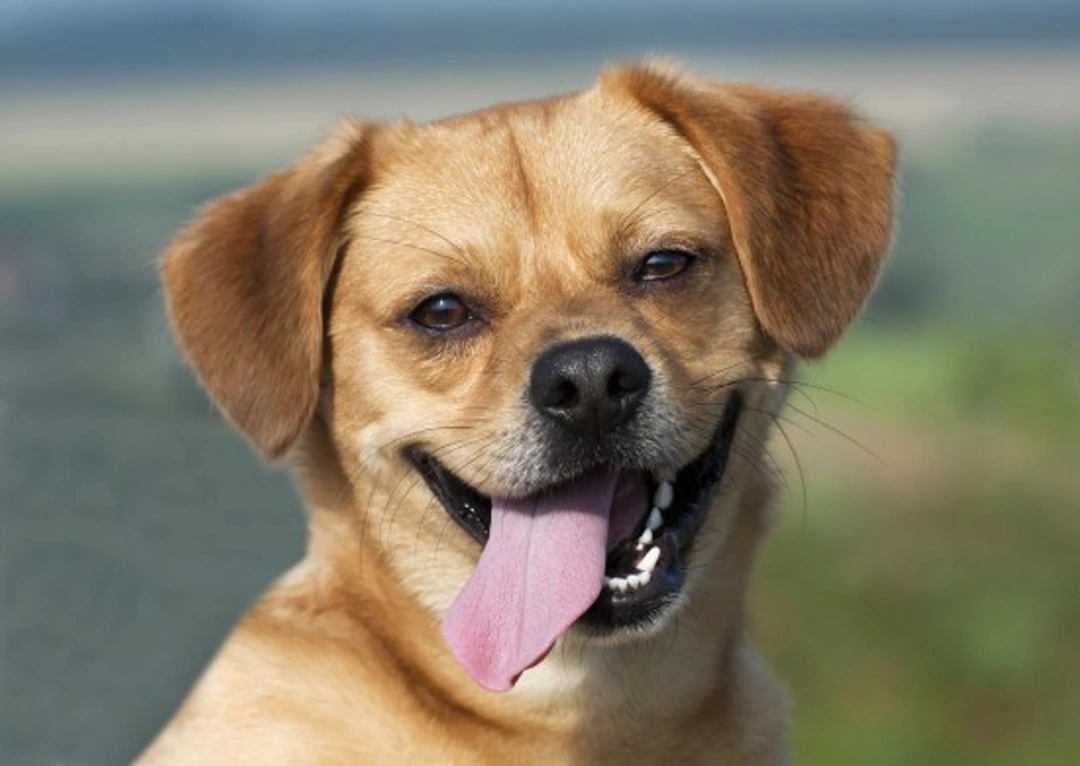 The Canine Calendar: 12 Essential Tips to Keep Your Dog Healthy