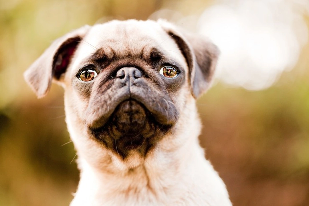 When and How to Start Socialising a Pug Puppy