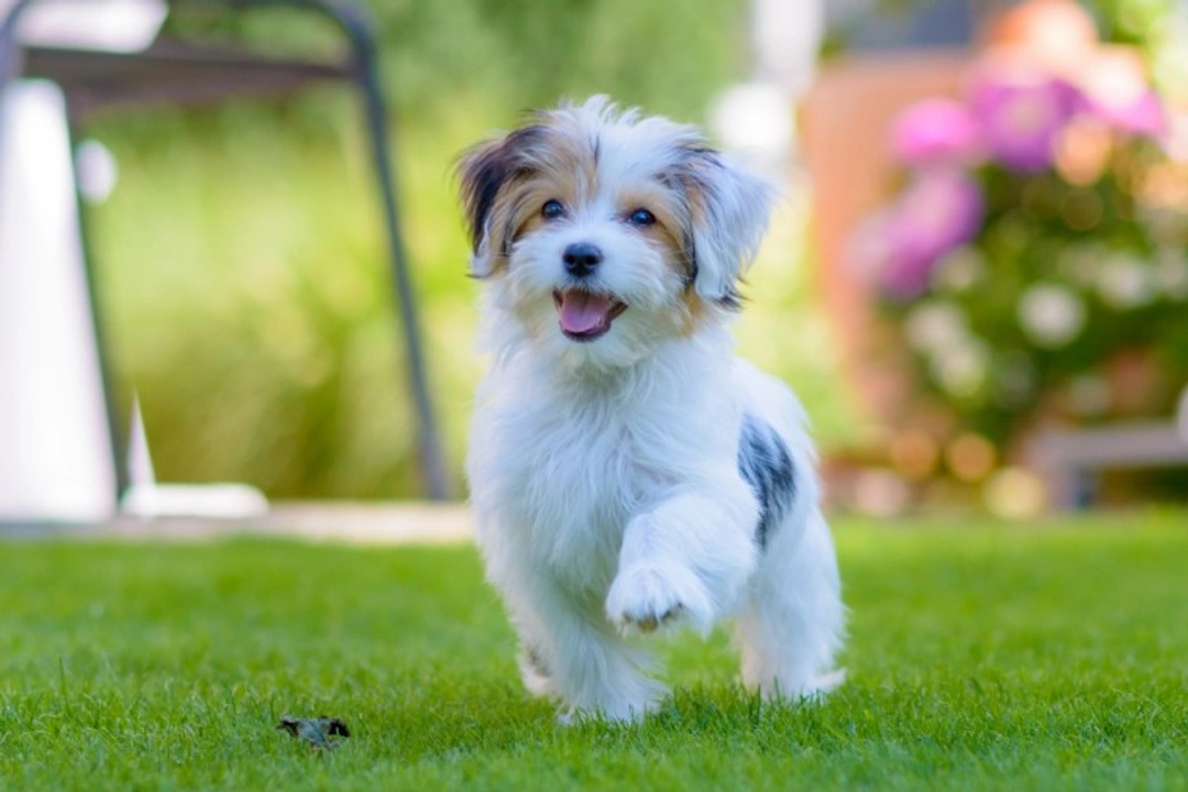 Keeping Puppies Safe in Summer: Top 8 Essential Tips