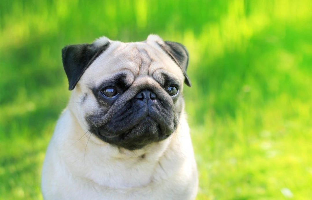 Chronic Degenerative Radiculomyelopathy in Pugs: Causes & Care