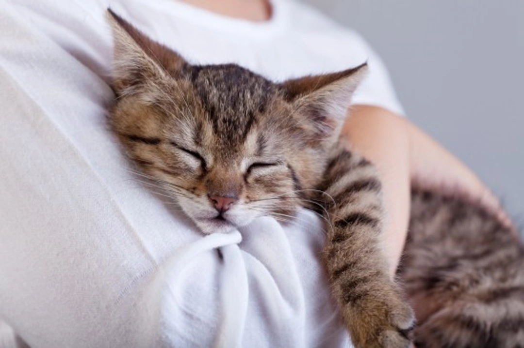 First Aid for Cats: Essential Steps to Keep Your Pet Safe