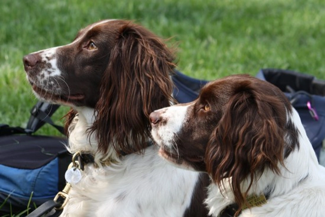 Do hunting dogs make good pets? Insights for UK owners