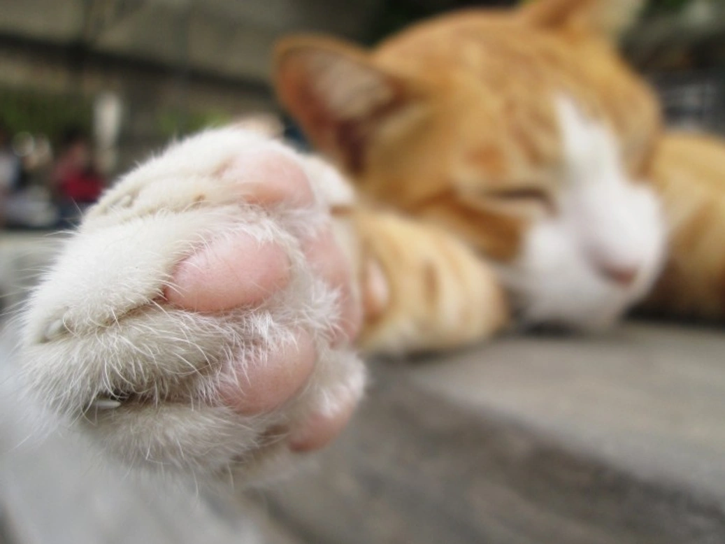 Should You Trim Your Cat's Claws? Essential Guide