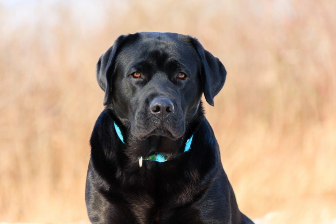 Identifying Acute Leukaemia in Dogs: Symptoms and Diagnosis