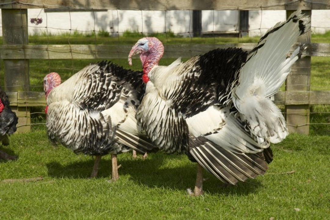 6 Stunning Ornamental Turkey Breeds to Consider