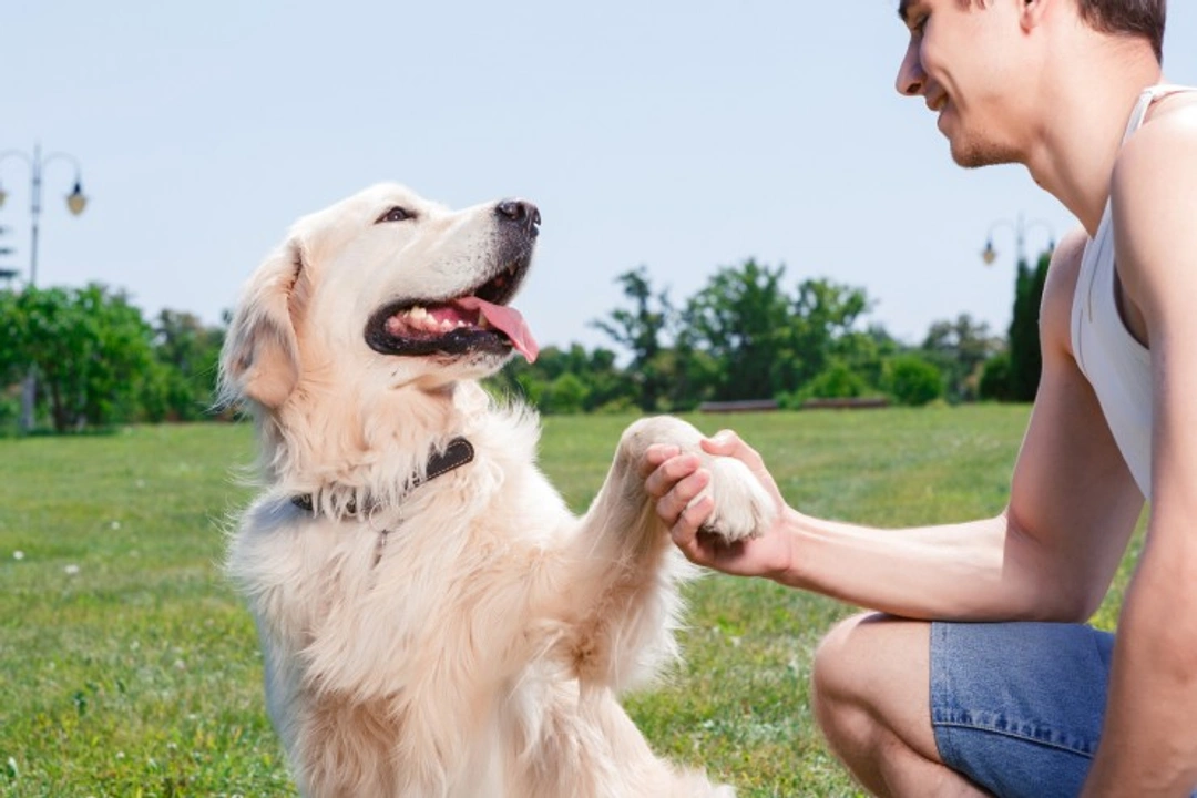 What Determines Whether a Dog is Good or Bad?