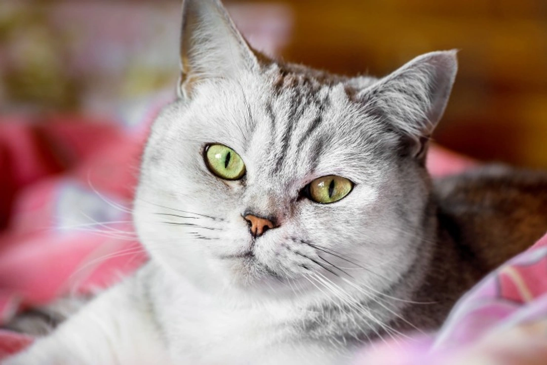 How to Introduce a New Cat into Your Household