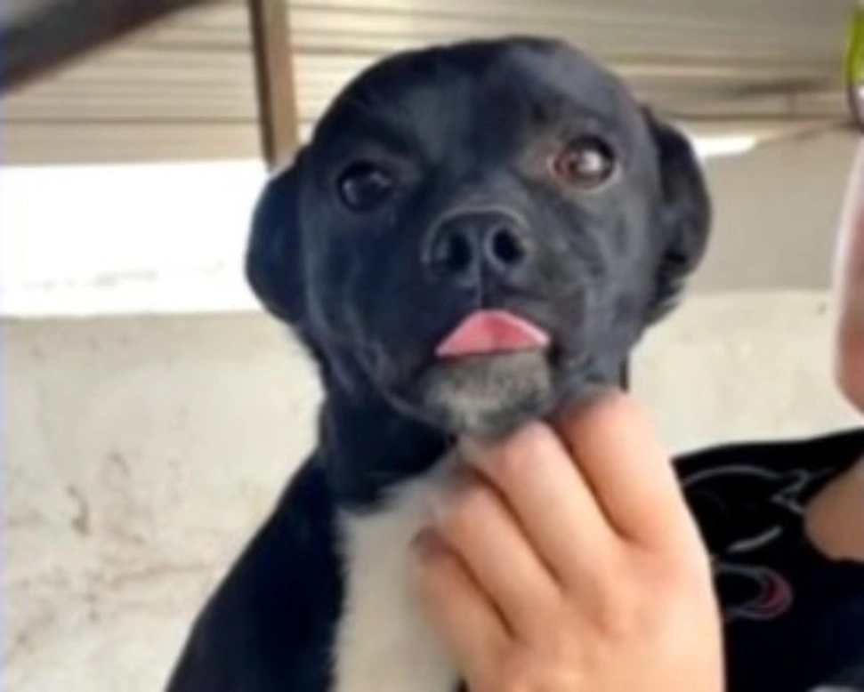 Adozioni cani: la storia di Andalù, cucciolone allegro e socievole