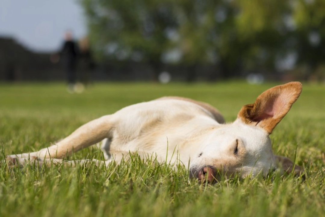 Why Dogs Rub Their Head and Face in the Grass Explained