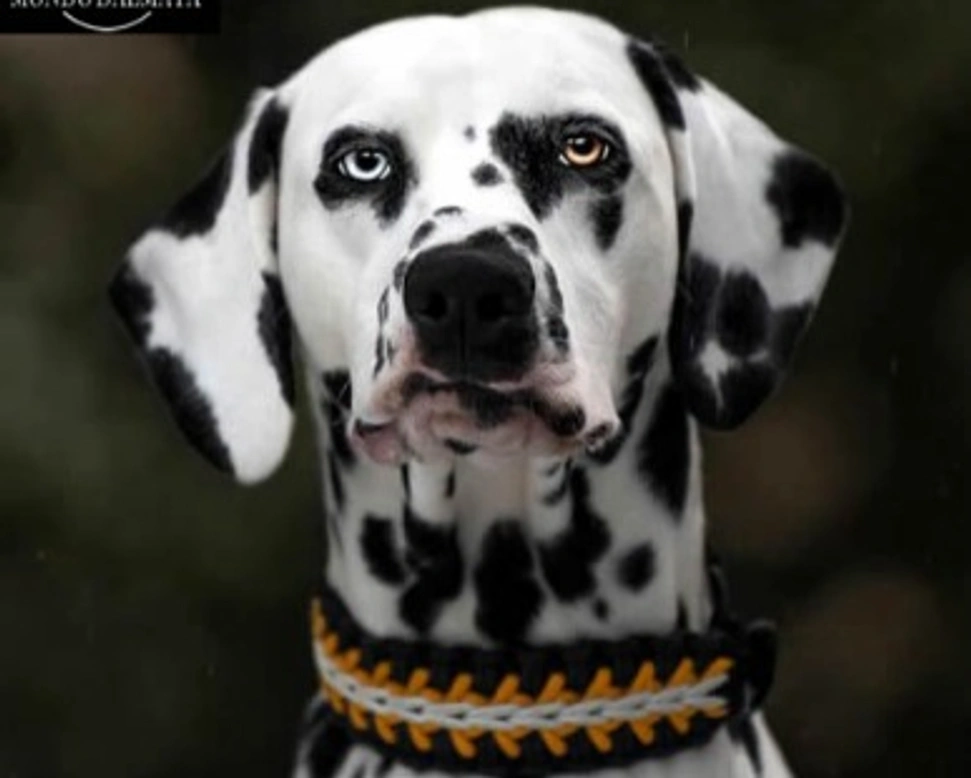 Eterocromia nel cane Dalmata